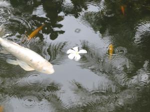 写真タイトル「静寂」　太田章